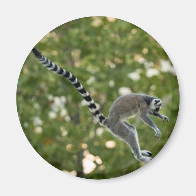 Lemur Jump Magnet (Framsidan)