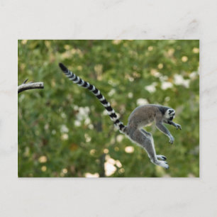 Lemur Jump-vykort Vykort