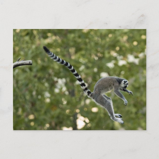 Lemur Jump-vykort Vykort (Framsida)