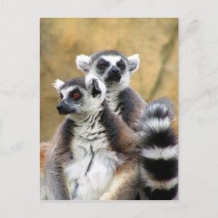 lemur kärlek vykort