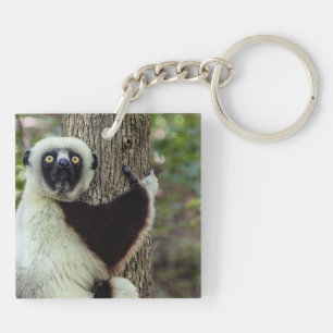 Lemur kramar träd