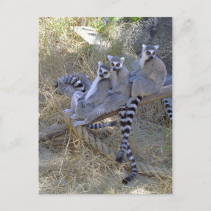 Lemur Line-vykort Vykort