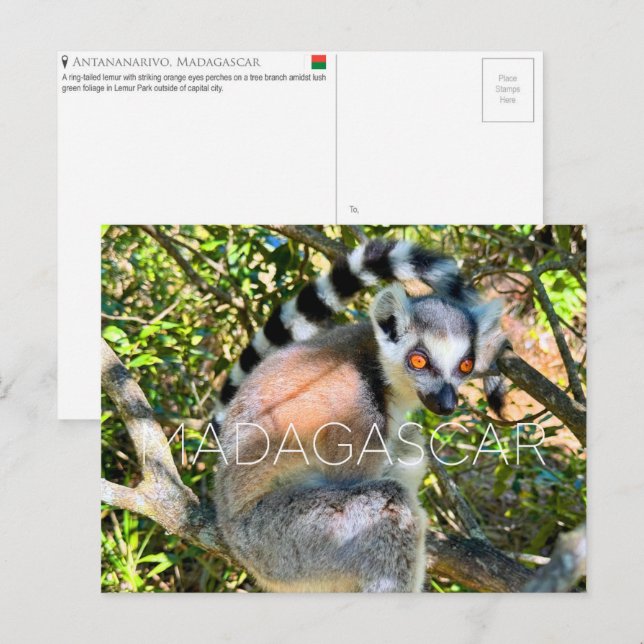 Lemur, Madagaskar Reseskort Vykort (Fram/baksida)