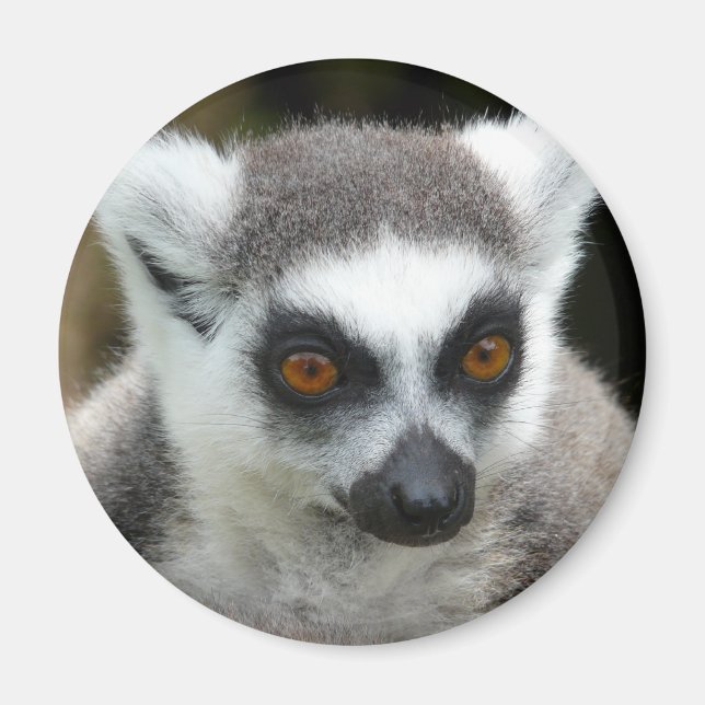 Lemur Magnet (Framsidan)
