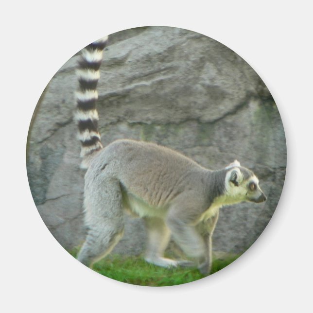 Lemur Magnet (Framsidan)