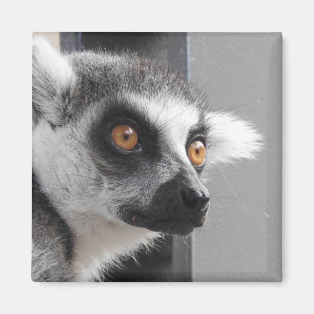Lemur Magnet (Framsidan)