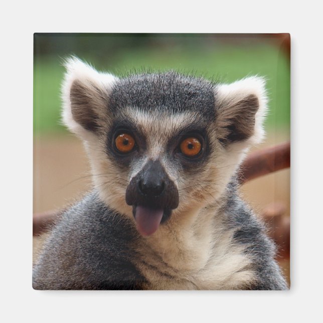 Lemur Magnet (Framsidan)