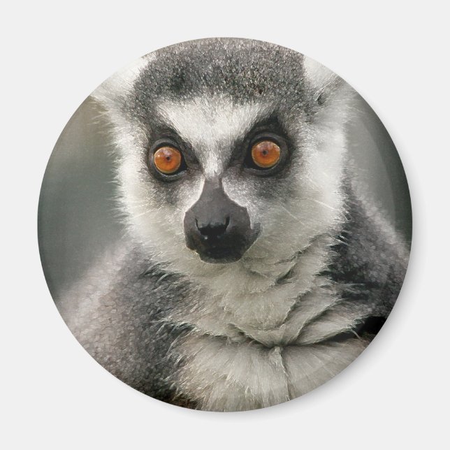 Lemur Magnet (Framsidan)