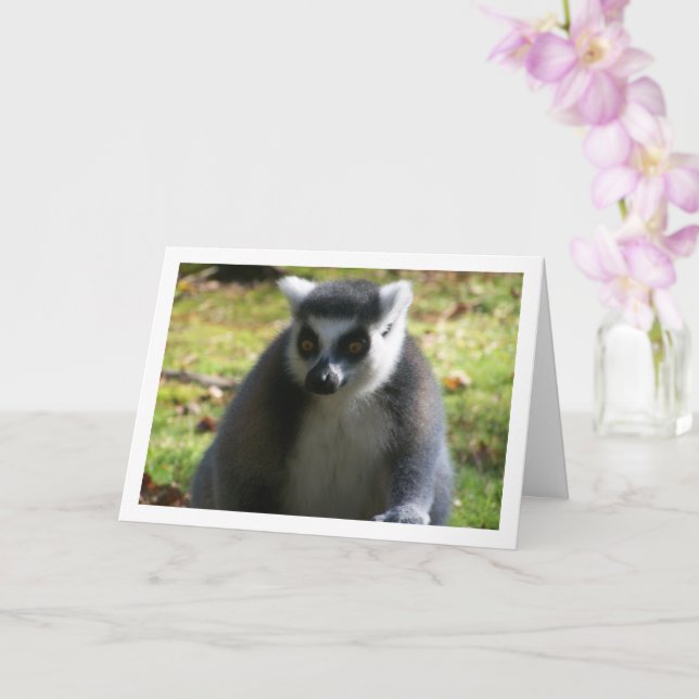 Lemur med kanadensisk kanin kort (Orkide)
