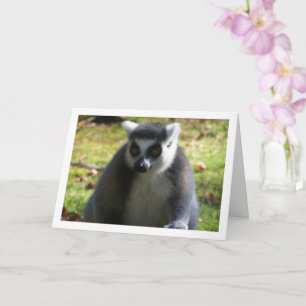 Lemur med kanadensisk kanin kort