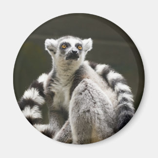 Lemur med ring magnet