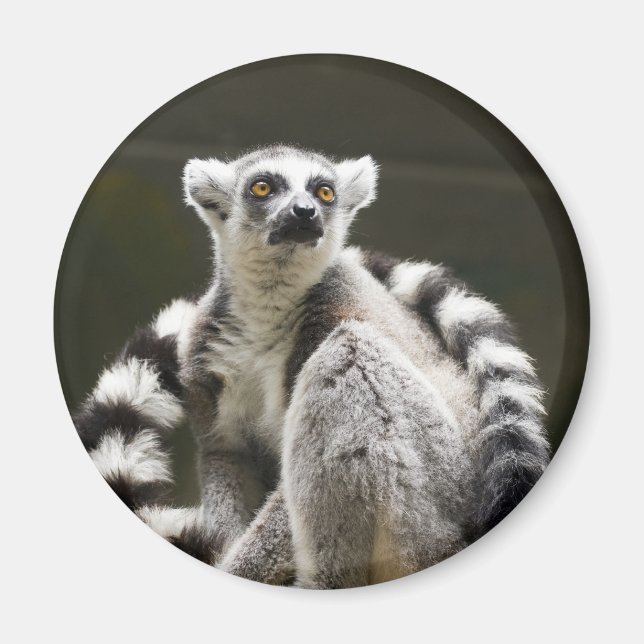 Lemur med ring magnet (Framsidan)
