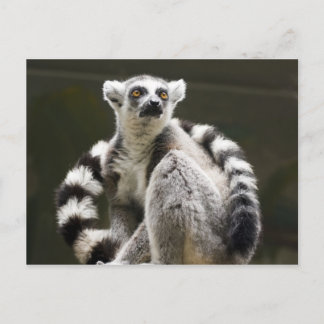 Lemur med ring vykort