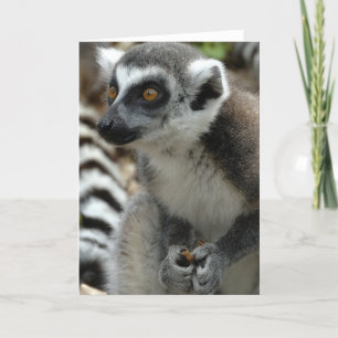 Lemur Monkey-hälsningskort Kort