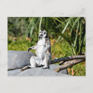 Lemur Monkey Vykort
