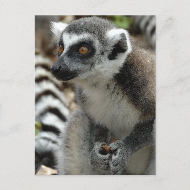 Lemur Monkey-vykort Vykort (Framsida)