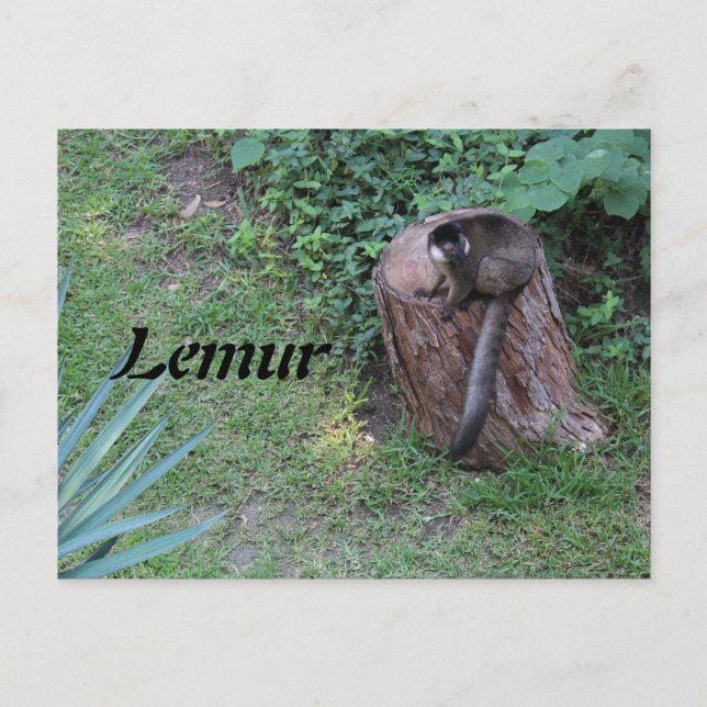 Lemur nr 1 vykort (Framsida)