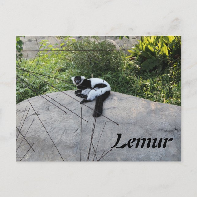 Lemur nr 2 vykort (Framsida)