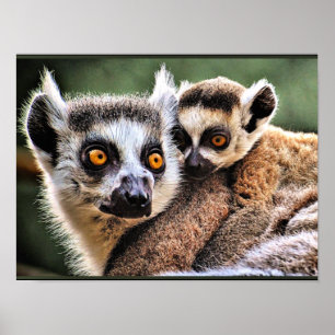 Lemur och Valp Poster