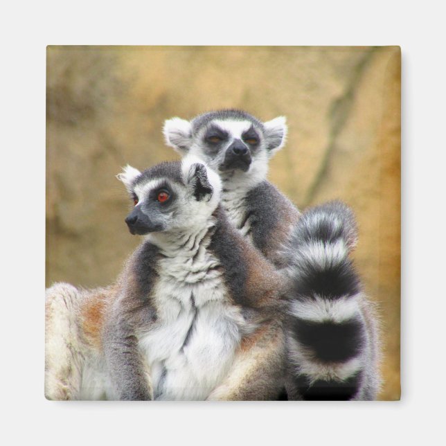 lemur-par magnet (Framsidan)
