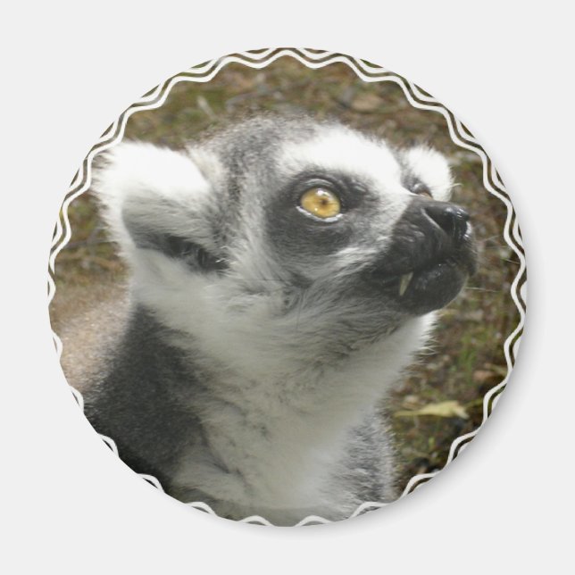 Lemur Photo Magnet (Framsidan)