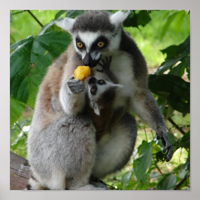 Lemur Photo Print Poster (Framsidan)
