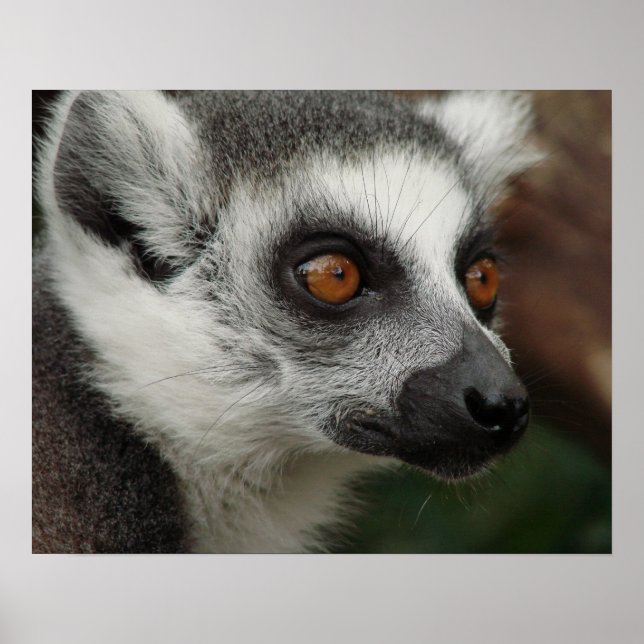 Lemur Poster (Framsidan)
