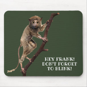 Lemur-primat, underlig Konstig, taxidermy Monkey Musmatta