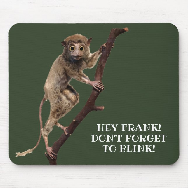 Lemur-primat, underlig Konstig, taxidermy Monkey Musmatta (Framsidan)