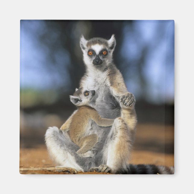 Lemur, ring (Lemur catta), Mor och Magnet (Framsidan)