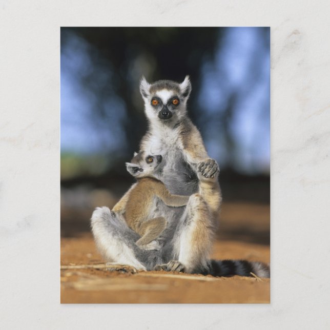 Lemur, ring (Lemur catta), Mor och Vykort (Framsida)
