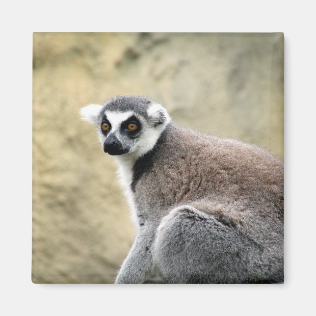 lemur stare magnet (Framsidan)