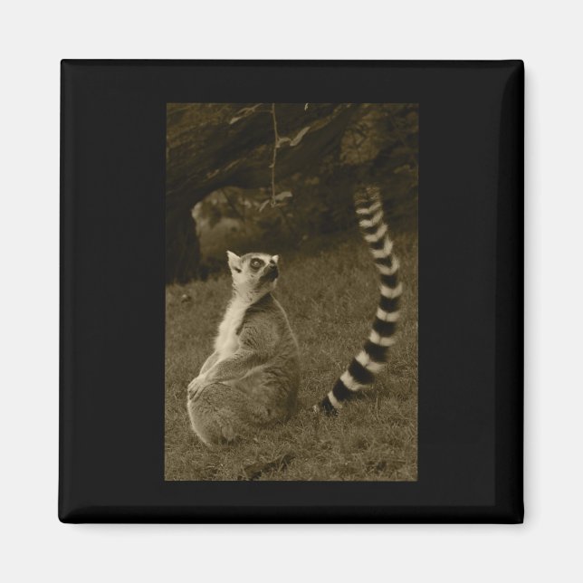 Lemur Svan Valencia Tint Lodrät Sticker Magnet (Framsidan)