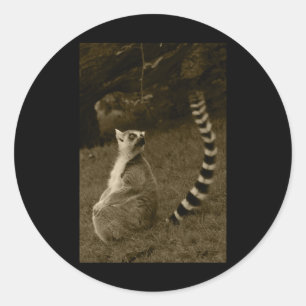 Lemur Svan Valencia Tint Lodrät Sticker Runt Klistermärke