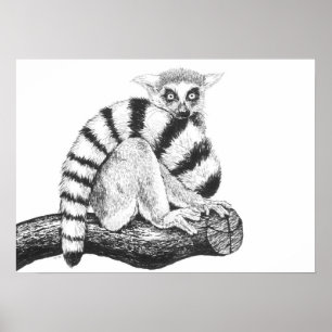 Lemur teckning poster