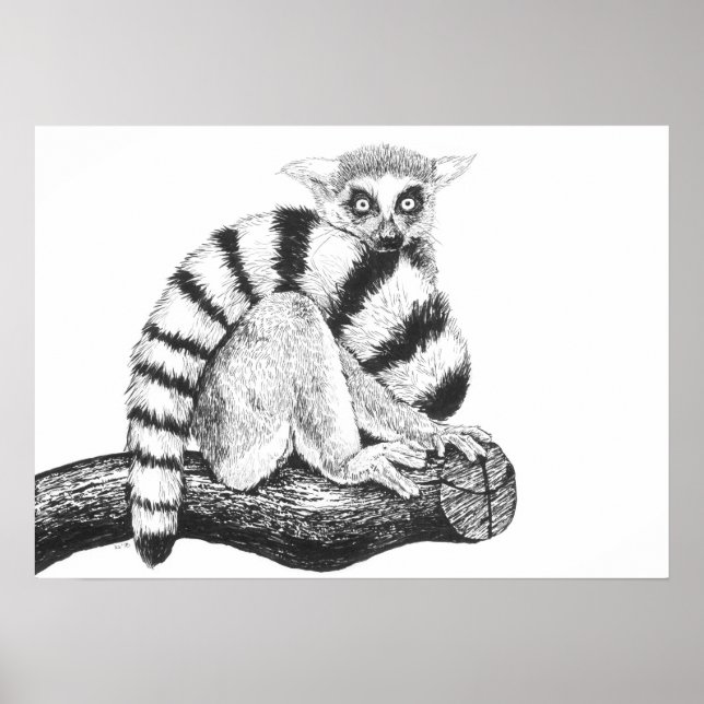 Lemur teckning poster (Framsidan)