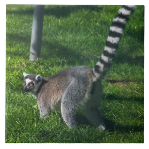 Lemur upp nära keramiskt plattor kakelplatta