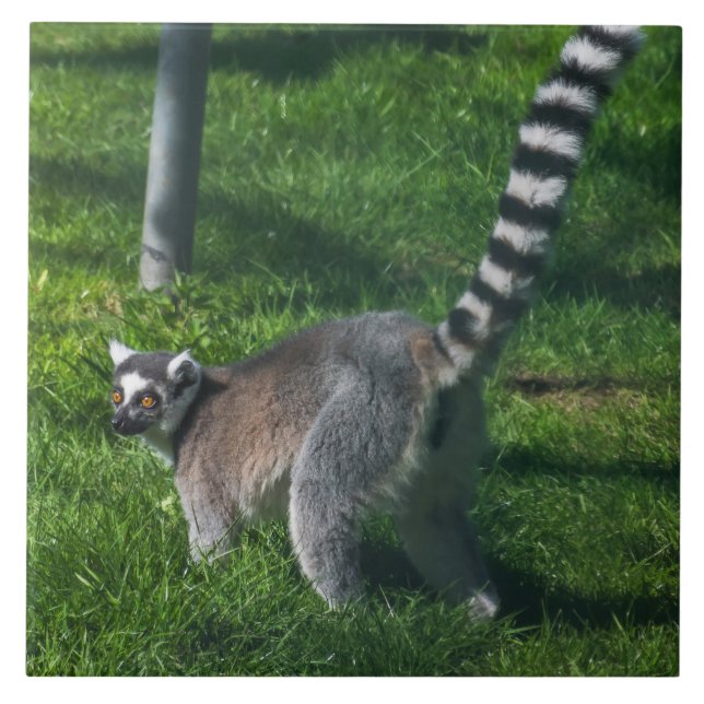 Lemur upp nära keramiskt plattor kakelplatta (Framsidan)