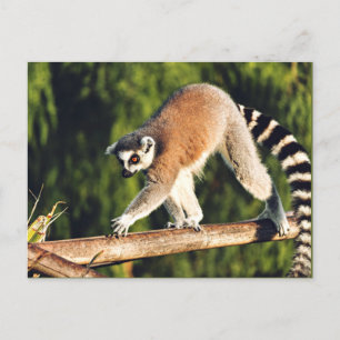 Lemur vid Träd Gren Helg Vykort