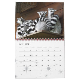 Lemur Vild Primate Välkomsthem Destiny Destiny's's Kalender