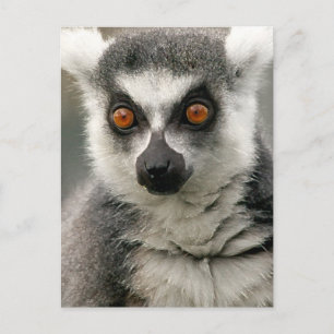 Lemur Vykort