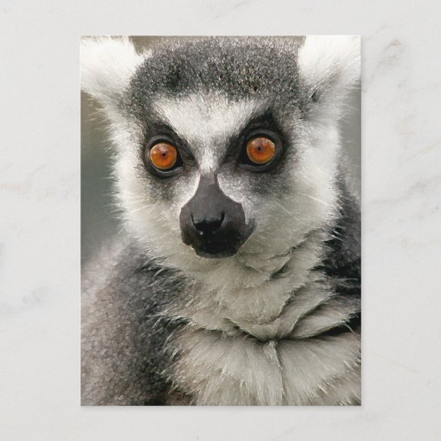 Lemur Vykort (Framsida)