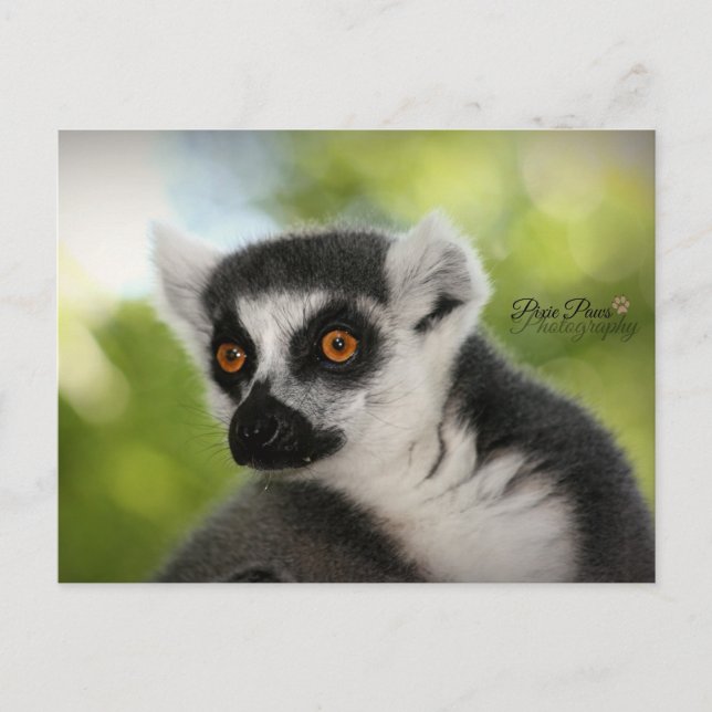 Lemur Vykort (Framsida)