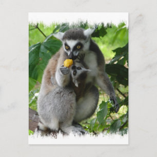 Lemur-vykort Vykort