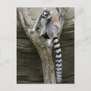 Lemur-vykort Vykort
