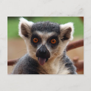 Lemur-vykort Vykort