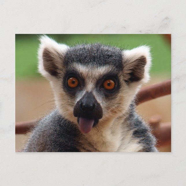 Lemur-vykort Vykort (Framsida)