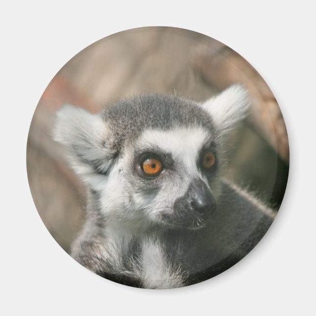 lemura magnet (Framsidan)