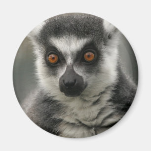 Lemuransiktemagnet Magnet