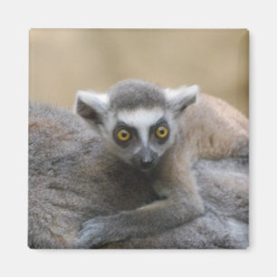 Lemurbabymagnet Magnet
